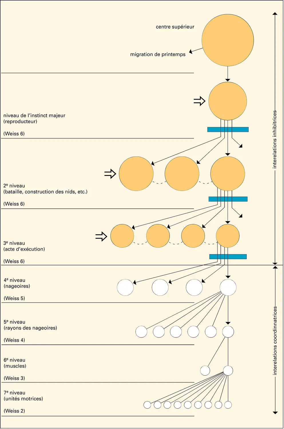 Organisation du comportement selon Tinbergen