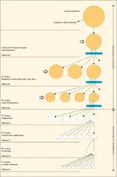 Organisation du comportement selon Tinbergen - crédits : Encyclopædia Universalis France