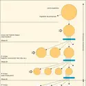 Organisation du comportement selon Tinbergen - crédits : Encyclopædia Universalis France