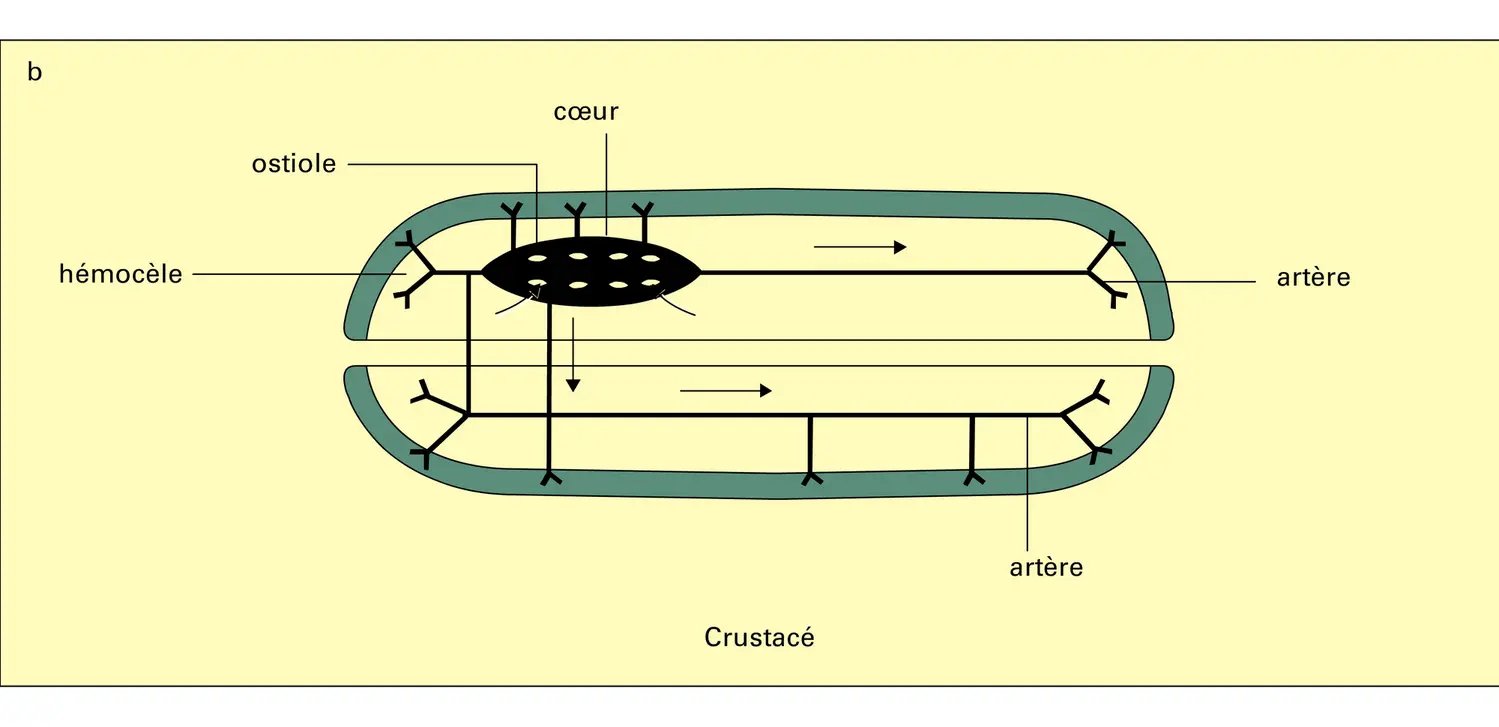 Dispositifs circulatoires - vue 2