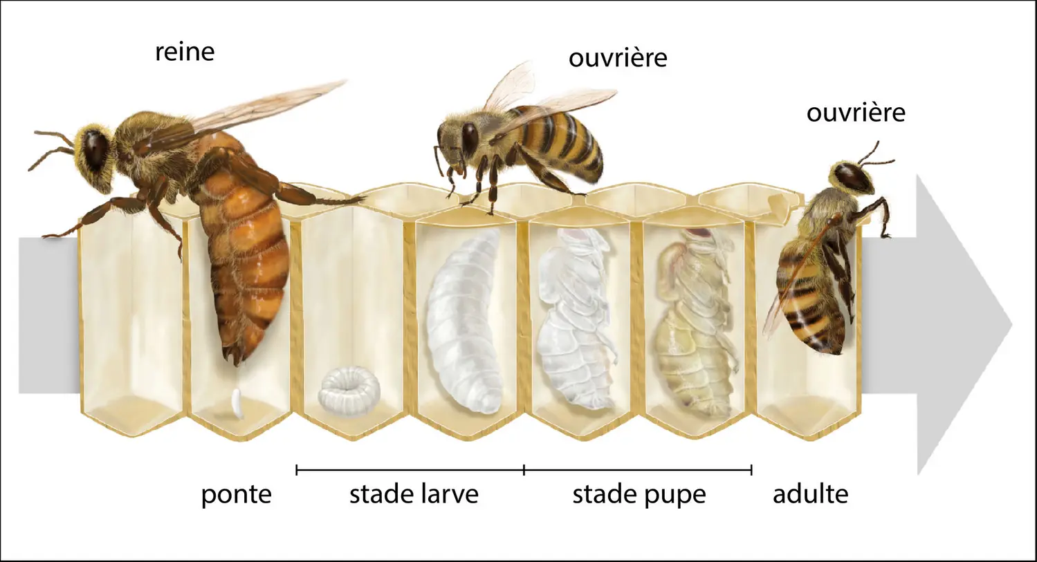 Reine des abeilles et ouvrières