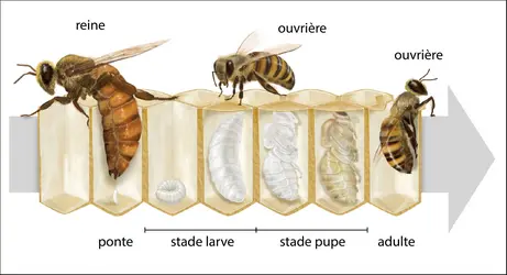 Reine des abeilles et ouvrières - crédits : Encyclopædia Universalis France