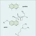 Relation entre quinoléine et molécules antipaludéennes - crédits : Encyclopædia Universalis France