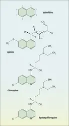 Relation entre quinoléine et molécules antipaludéennes - crédits : Encyclopædia Universalis France