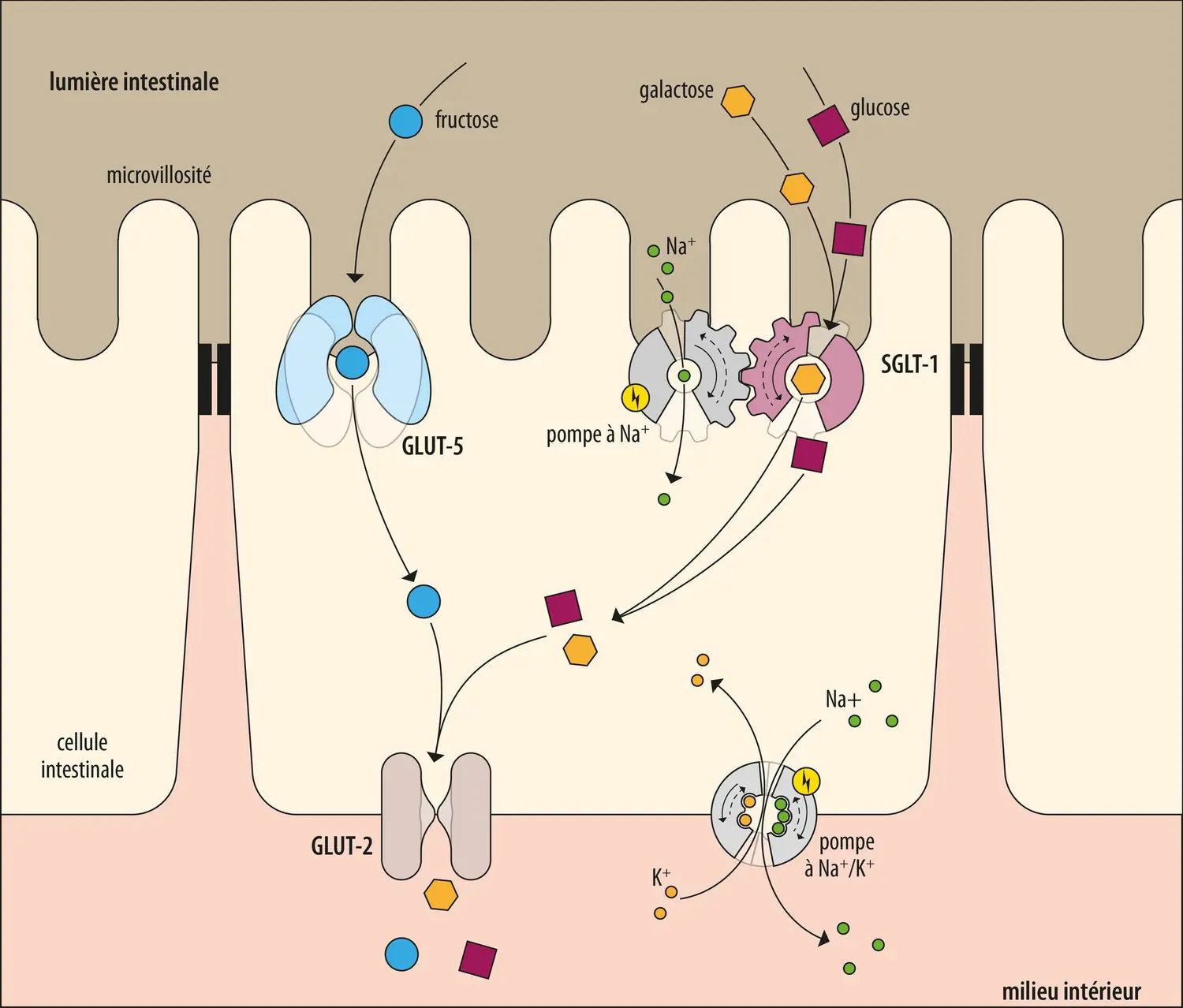 Capture des sucres et du sodium par les entérocytes