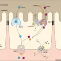 Capture des sucres et du sodium par les entérocytes - crédits : Encyclopædia Universalis France