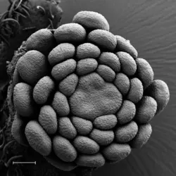 Bouton floral vu au microscope électronique - crédits : S. Nadot