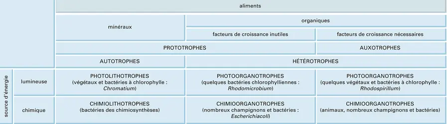 Types trophiques - crédits : Encyclopædia Universalis France