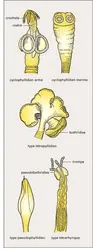 Scolex - crédits : Encyclopædia Universalis France