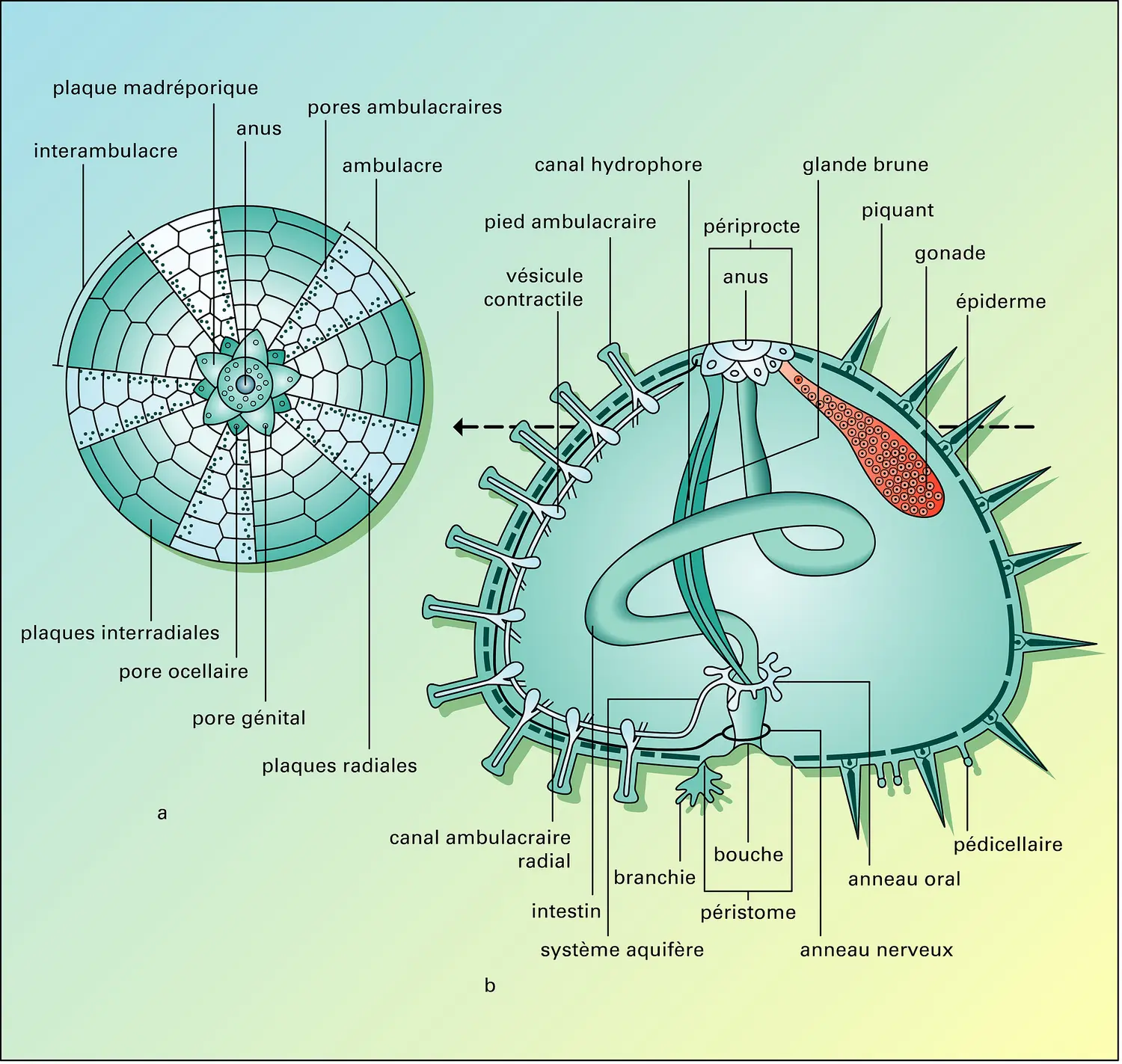 Oursin régulier (anatomie)