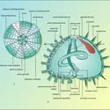 Oursin régulier (anatomie) - crédits : Encyclopædia Universalis France