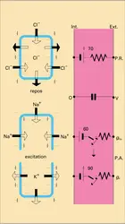 Conductance intermembranaire et cellules polarisés - crédits : Encyclopædia Universalis France