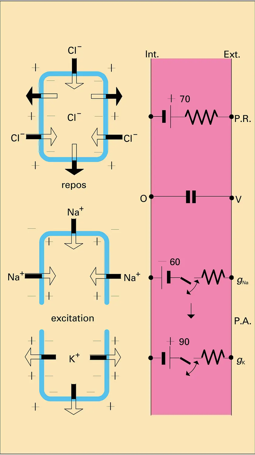 Conductance intermembranaire et cellules polarisés