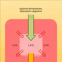 Apports alimentaires et pertes en eau et en sel - crédits : Encyclopædia Universalis France