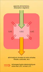 Apports alimentaires et pertes en eau et en sel - crédits : Encyclopædia Universalis France