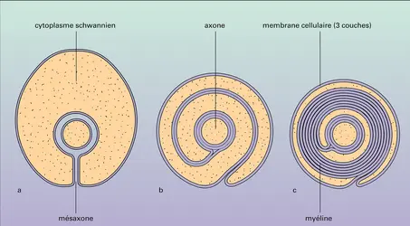 Gaine de myéline : formation - crédits : Encyclopædia Universalis France