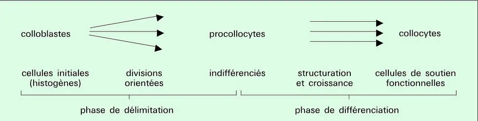 Différenciation - crédits : Encyclopædia Universalis France