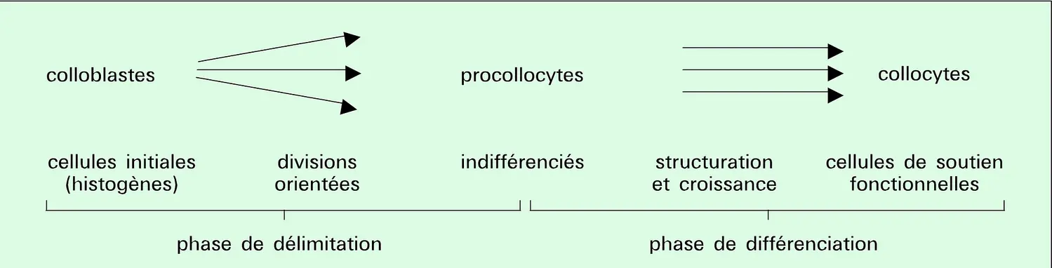 Différenciation