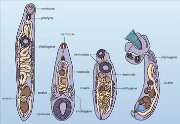 Brachylaimus, Fischoederius, Dicrocoelium et Cotylurus - crédits : Encyclopædia Universalis France