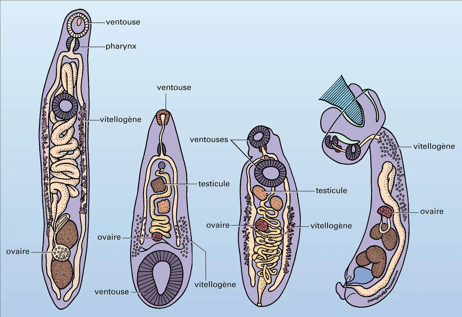 Brachylaimus, Fischoederius, Dicrocoelium et Cotylurus