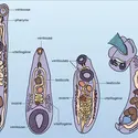 Brachylaimus, Fischoederius, Dicrocoelium et Cotylurus - crédits : Encyclopædia Universalis France