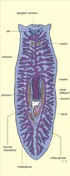 Turbellarié : organisation - crédits : Encyclopædia Universalis France
