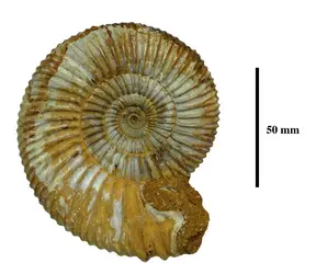 Ammonite - crédits : J. Thomas/ Université de Bourgogne