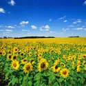 Champ de tournesols - crédits : Images Etc Ltd/ The Image Bank/ Getty Images