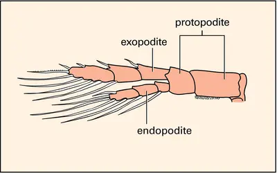 Crustacés : appendice biramé - crédits : Encyclopædia Universalis France