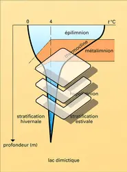 Évolution de la température des lacs holomictiques - crédits : Encyclopædia Universalis France