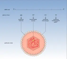 Virus du sarcome de Rous - crédits : Encyclopædia Universalis France