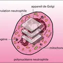 Ultrastructure de quelques éléments - crédits : Encyclopædia Universalis France