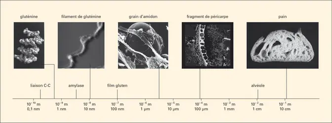 Alimentation : échelles de structure dans un aliment céréalier - crédits : Encyclopædia Universalis France