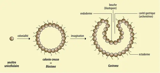 Phylogénie animale : théorie de la Gastraea - crédits : Encyclopædia Universalis France