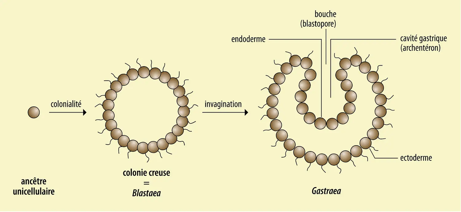 Phylogénie animale : théorie de la Gastraea