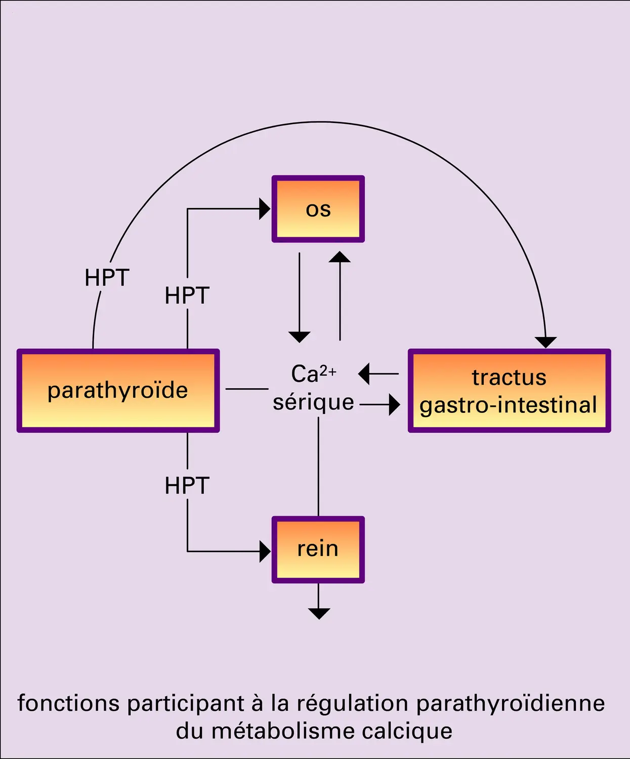 Métabolisme de l'ion calcium - vue 1