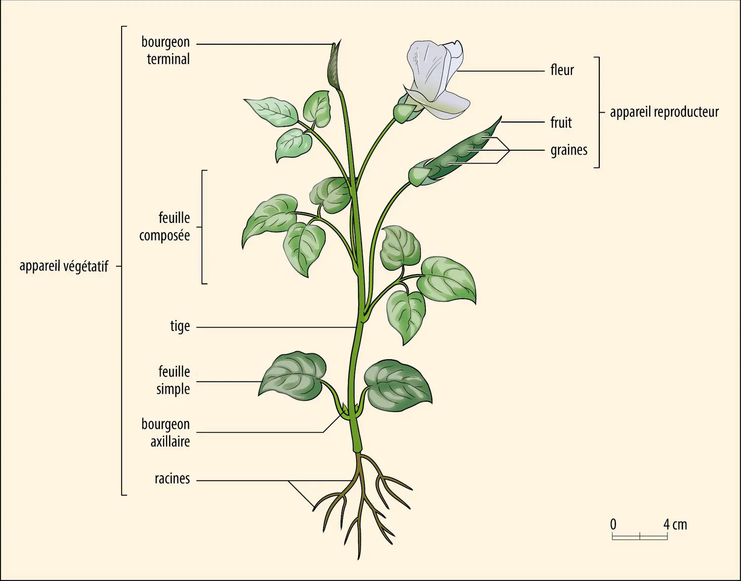 Morphologie d’une plante 