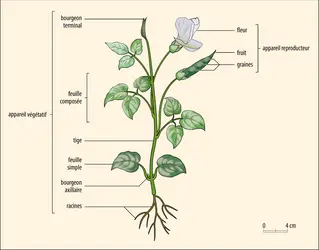 Morphologie d’une plante  - crédits : Encyclopædia Universalis France
