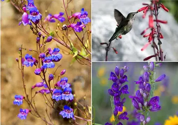 Plantes vivaces du genre <it>Penstemon</it> - crédits : Autumn Sky Photography/ Shutterstock (à gauche) ; Gina Ferazzi/ Los Angeles Times/ Getty Images (en haut) ; Tim Fitzharris/ Minden Pictures/ Biosphoto (en bas)