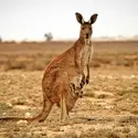 Kangourou - crédits : Rene Becerril / EyeEm/ Getty Images