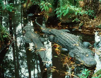 Alligators - crédits : David Muench/ The Image Bank/ Getty Images
