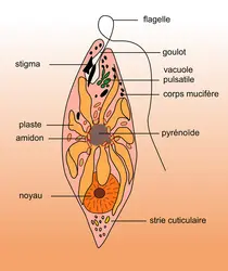 Euglena viridis - crédits : Encyclopædia Universalis France