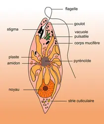 Illustration d'une euglène avec les corps mucifères à proximité du flagelle.