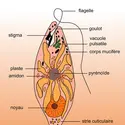 Euglena viridis - crédits : Encyclopædia Universalis France