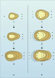 Croissance différentielle de l'os - crédits : Encyclopædia Universalis France