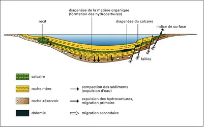 Hydrocarbures: genèse et migration - crédits : Encyclopædia Universalis France