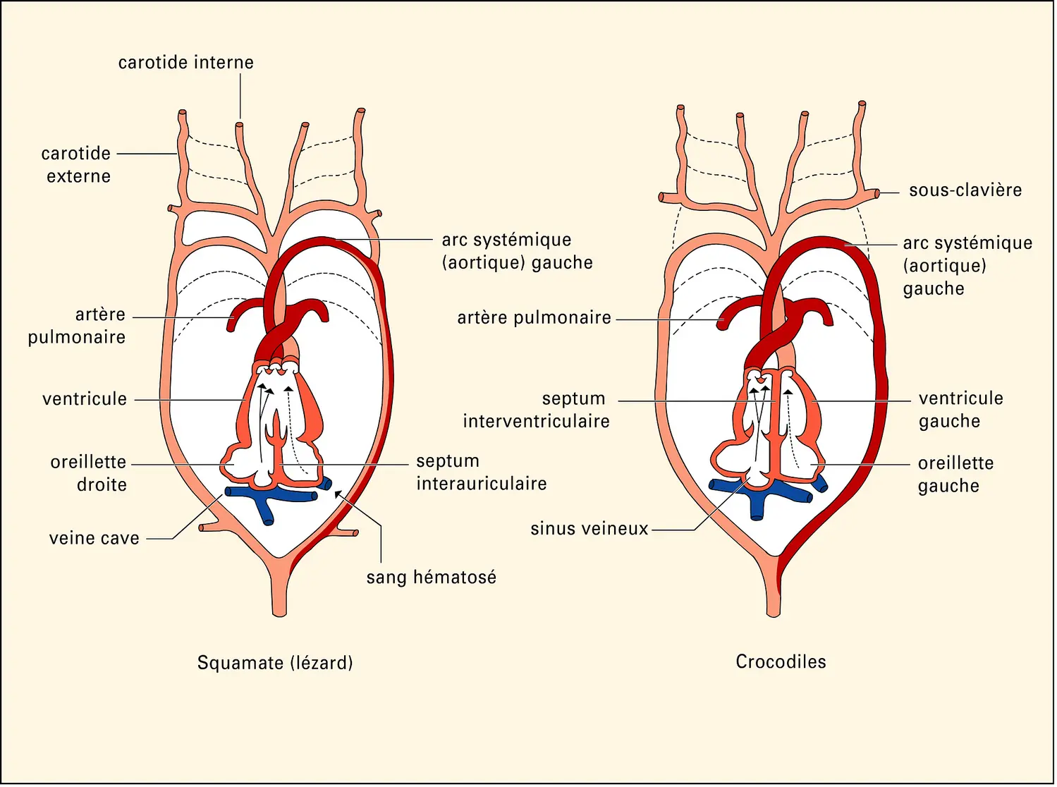 Arcs aortiques