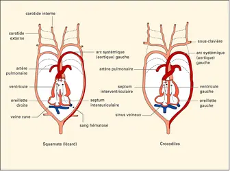 anatomie interne de la tortue