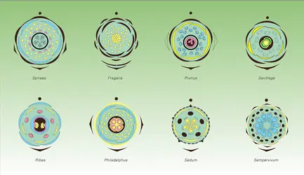 Rosacées, Saxifragacées, Crassulacées - crédits : Encyclopædia Universalis France