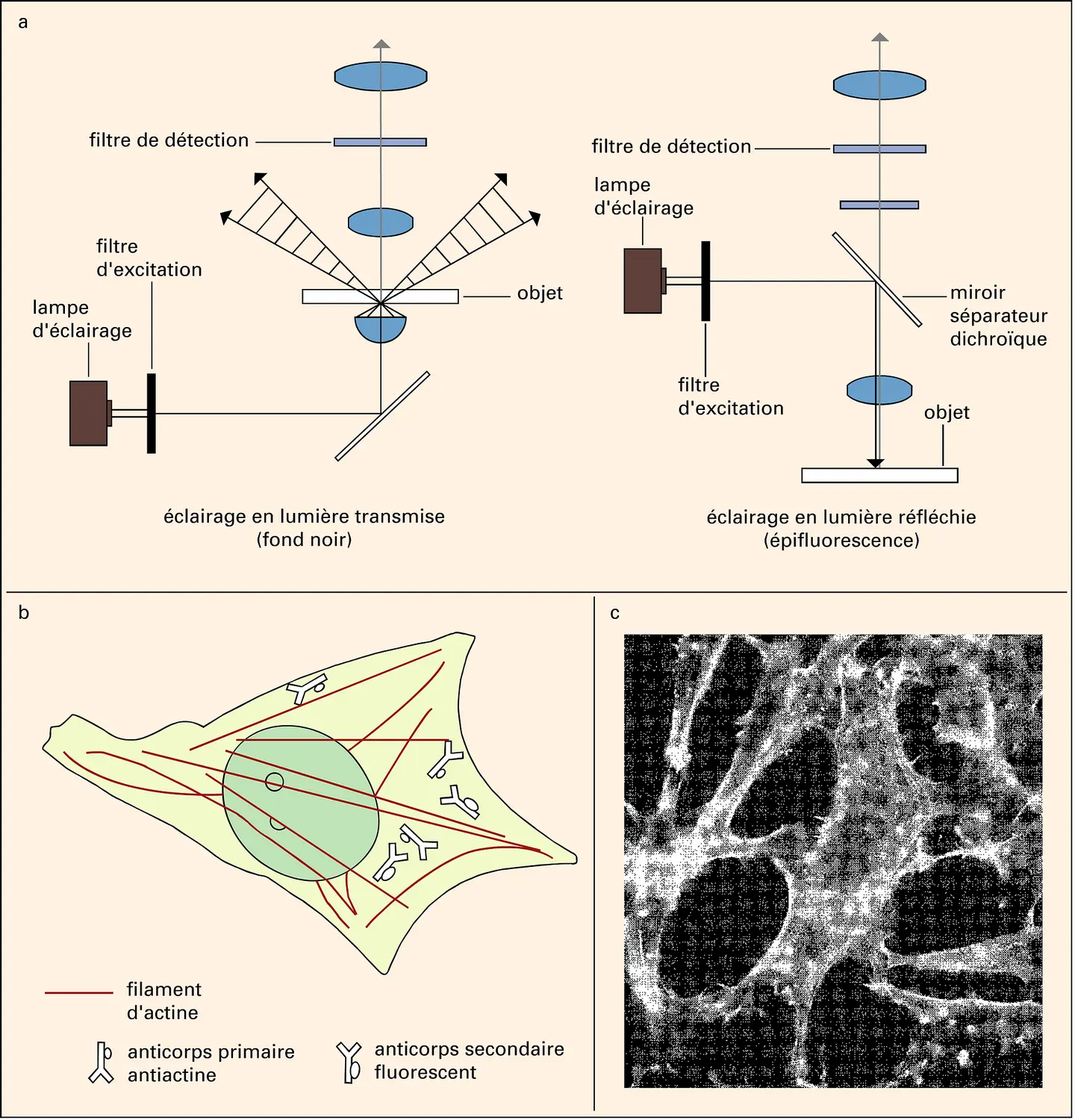 Microscopie de fluorescence